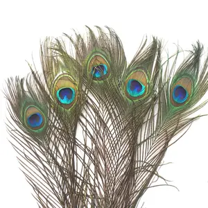 All'ingrosso Natura 70-80cm Top fornitore a buon mercato lungo naturale coda di pavone piume per costumi di carnevale e vendita