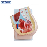Modelo Anatómico de Sección Sagital de Pelvis Femenina de Simulación de PVC Humano