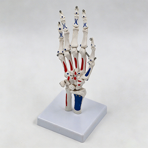 แบบจำลองกระดูกมือขนาดเท่าจริง DARHMY PVC พร้อมกระดูกที่มีสีสันแสดงความแตกต่างกัน - แบบจำลองโครงกระดูกสำหรับการสอนกายวิภาคศาสตร์สำหรับนักศึกษาแพทย์ - Product Image 3