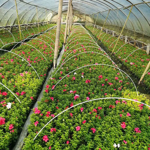 Высокое качество 4 5 6 7 8 10 мм 1 метр Стекловолоконный стержень из твердого стекловолокна для садовых сельскохозяйственных угодий - Product Image 5