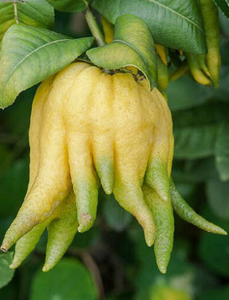 Toplu tedarik saf doğal yüksek kaliteli toplu Bergamot özü parmaklı <span class=keywords><strong>Citron</strong></span> özü tozu gıda sınıfı - Product Image 3