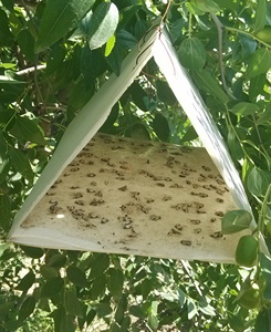 Lure phéromone sexuelle non toxique pour le sciaride du pomme (Cydia Pomonella) – Attractant de surveillance des ravageurs – Contrôle naturel des parasites - Product Image 4