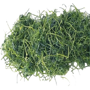 Tè Jiaogulan di alta qualità Pentaphyllum Gynostemma Tea - Product Image 2