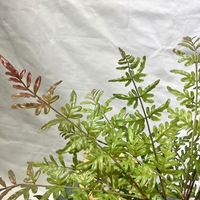 EG-J233 Plante artificielle de fougère à 7 branches de haute qualité, feuillage artificiel pour la décoration intérieure et extérieure de la maison et du jardin