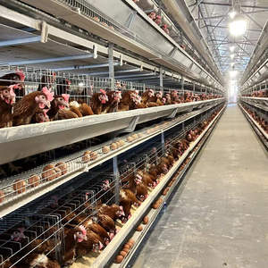 Nieuwe ODM merk H-type automatische legkippenhouderij apparatuur 304 roestvrijstalen batterijkooi automatische eierenverzamelmachine - Product Image 6