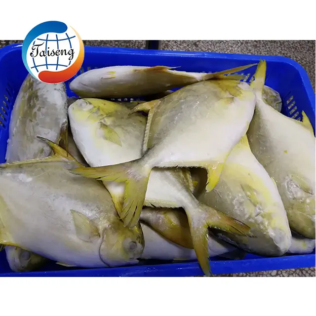 Fruits de mer congelés de qualité pomfret poisson pomfret doré exportateur grande taille iqf iwp poisson pompano doré congelé