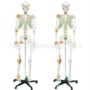 Modèle de squelette humain de 170 cm : Tutoriel du mini-cranium adulte - Colonne vertébrale humaine, ligaments latéraux (demi-coupe) - Product Image 5