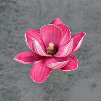 Bunga Magnolia PU Besar Buatan 13cm Hiasan Kepala Bunga Kapok