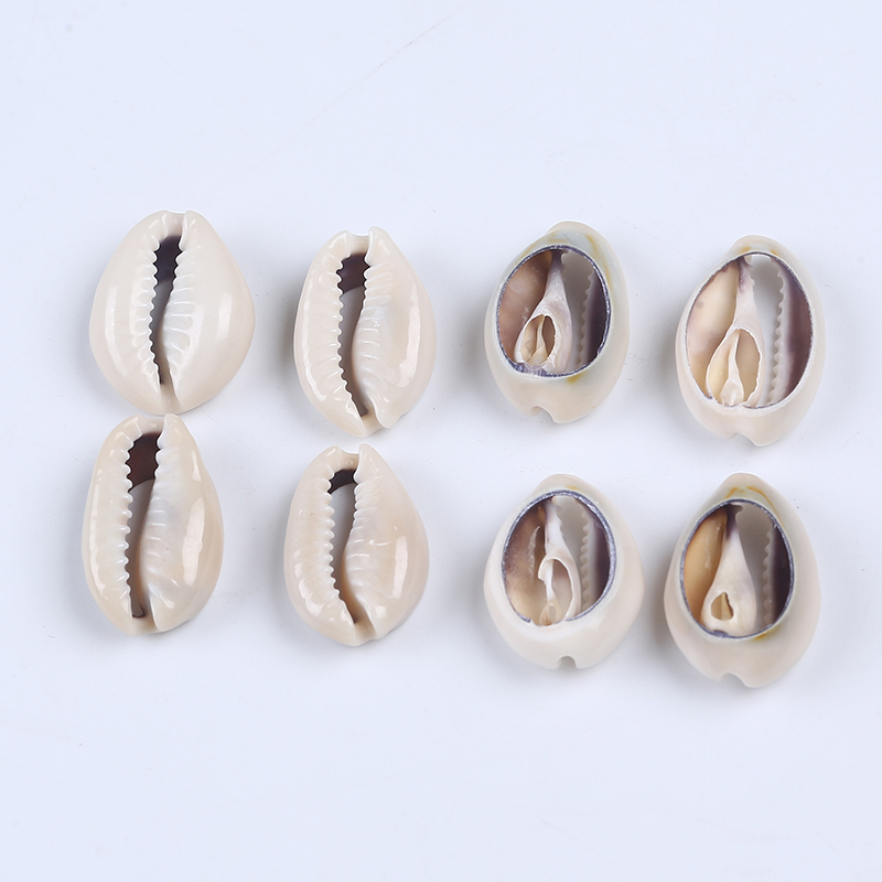 الحرف الطبيعية نصف قطع سبليت البحر شل Cowrie شل ديكور صدف قوقعة