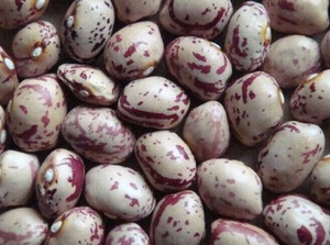 Nihewan, frijoles de riñón moteados ligeros de forma redonda china, frijoles de azúcar, frijoles pintos - Product Image 3