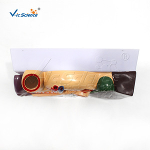 Modèle d'organes abdominaux humains ; modèle anatomique du foie, de la vésicule biliaire, du pancréas, de l'estomac et du duodénum ; aide pédagogique détachable. - Product Image 4