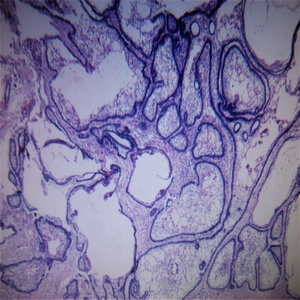 Kính Hiển Vi Dùng Trong Giảng Dạy Và Học Tập - Product Image 3