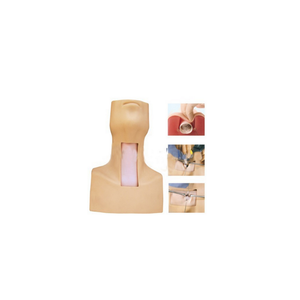 ผลิตภัณฑ์วิทยาศาสตร์ทางการแพทย์ที่เหมือนจริงเหมือนจริงโมเดลพีวีซีแบบมี J58ขั้นสูงสร้างแบบจำลองได้อย่างชัดเจนสำหรับโรงพยาบาลคลินิกวิทยาลัย - Product Image 1