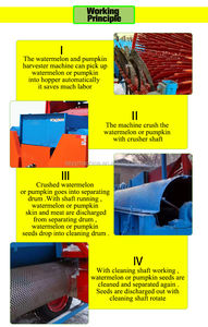 สิทธิบัตรร้อนขายเมล็ดฟักทองลบเครื่องฟักทอง peeling การรวบรวมเครื่อง - Product Image 3