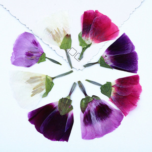 Fleurs de Godetia naturelles séchées pressées, petites et plates, de couleurs mélangées, pour maquillage de visage, nail art et artisanat en résine pour festivals - Product Image 2