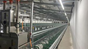 Allevamento di carne gabbia di allevamento di conigli con cintura di pulizia del letame commerciale - Product Image 2