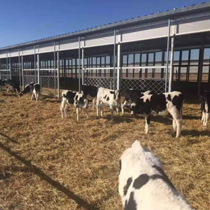 <span class=keywords><strong>Serre</strong></span> agricole rideau de volaille 150gsm tissé poly bâche - Product Image 4