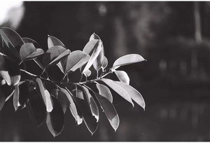 Film noir et blanc 135 BW Fomapan 100 36Exp, film négatif 100 ISO 36 Exp 35 mm pour appareil photo Fuji Kodak Lomo - Product Image 4