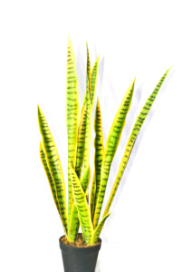 ขายส่งราคาถูก <span class=keywords><strong>sansevieria</strong></span> สำหรับขายส่ง <span class=keywords><strong>sansevieria</strong></span> พืช <span class=keywords><strong>sansevieria</strong></span> ที่ยอดเยี่ยมงูพืช - Product Image 4