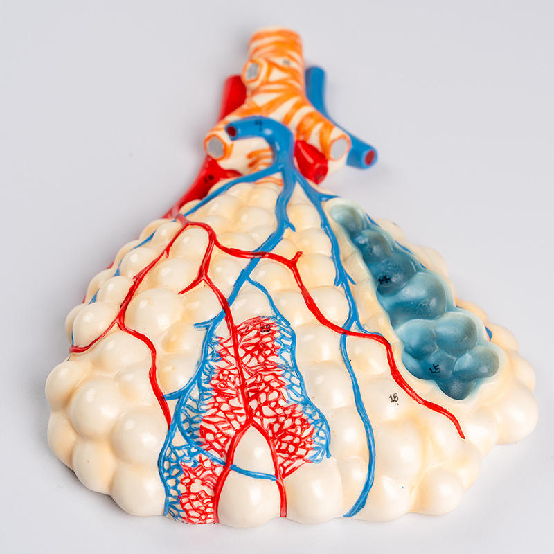 Anatomical Model of the Human Respiratory System for Education