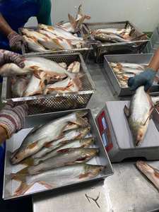 Pangasius congelado de alta calidad, pescado entero de Vietnam, Malasia, exportado de China, cumple con altos estándares - Product Image 5