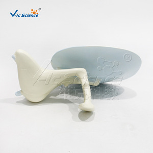Modèle de membrane tympanique osseuse de qualité médicale, modèle de communication et de démonstration clinique en otologie, matériau PVC, en - Product Image 1