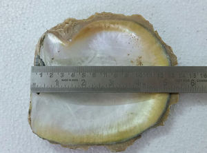 5 pouces naturel jaune nacre (MOP) artisanat matières premières stock d'usine lavé aspect naturel - Product Image 3