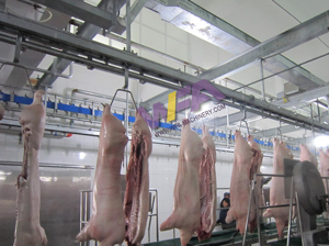 Hoàn chỉnh lợn giết mổ dòng lợn Lò mổ máy móc với thiết bị bán thịt cho Lò mổ heo rừng - Product Image 3