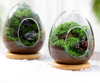 Terrarium en verre en forme d'œuf, planteur hydroponique pour plantes succulentes