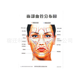Diagrama de Distribución de Vasos Sanguíneos Faciales de Suqian Kewo 59, Póster de Referencia para Cirugía Estética - Product Image 1