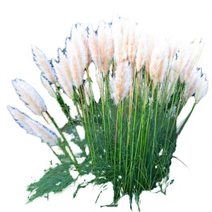 GardenersDream White Alba Cortaderia Selloana Pampas Grass <span class=keywords><strong>Pumila</strong></span>, plante d'extérieur durable à feuilles longues et éthérées, en pot de 9 cm - Product Image 4