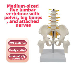Model kerangka manusia Medium dengan 5 vertebra Lumbar dan tulang panggul dan tulang pinggang untuk sains medis - Product Image 2