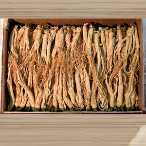 Racine de ginseng <span class=keywords><strong>blanc</strong></span> premium de la montagne de Changbai, matière première séchée pour les fabricants de sachets de thé/boissons, vente en gros - Product Image 5