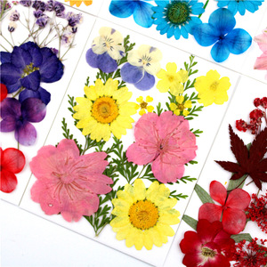 A-YH010 Natural <strong>Flower</strong> <strong>Press</strong> Baby's Breath Pansy Hydrangea Daisy Delphinium Florals Dried Pressed <strong>Flowers</strong> for Resin Art - Product Image 4