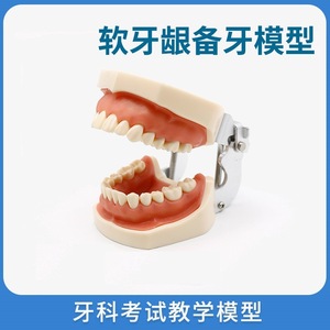 Modèle de dents standard Heidefee M8012, 32 dents, modèle anatomique en silicone médical pour l'enseignement dentaire - Product Image 5