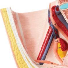 ADA-A580B Offre Spéciale section sagittale médiane pelvienne féminine, taille réelle, 3 parties modèle de vente chaude d'enseignement médical - Product Image 2