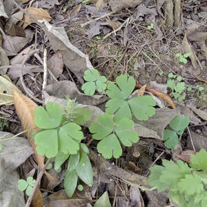 Zi Bei Tian Kui Medicina Herbal Chinesa Selvagem Bulbo de Begonia Fimbristipula Seco Raiz de Begonia Fimbristipula - Product Image 2