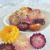 Vente en gros de fleurs de Bracteantha Bracteata séchées de haute qualité, fleurs de paille entières saines, thé de chrysanthème coloré arc-en-ciel