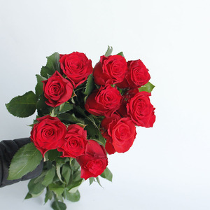 Forniture per San Valentino Rose Rosse Fresche Cherish Red Fiori Freschi dalla Cina Decorazione di Nozze per la Casa - Product Image 3