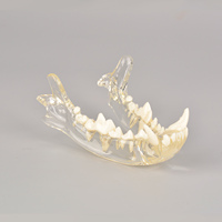 Modelo de dientes caninos con mandíbula y cráneo, modelo de Anatomía de perro para educación científica, estudio veterinario, enseñanza de cráneo canino Dentoform