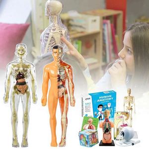 Modèle 3D de Torse Humain pour Enfants, Squelette Anatomique, Kit d'Assemblage d'Organes DIY, Jouet Éducatif, Outil Pédagogique Durable, Anti-Stress, pour l'Extérieur - Product Image 2