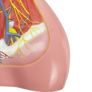 Modelo Anatómico de Músculos Superficiales de la Región del Cuello, Tamaño Real, para Enseñanza Médica, Anatomía Humana, Ciencias Médicas para Escuelas - Product Image 4