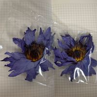 Bunga Teratai Biru Kering Nymphaea Caerulea dari Cina, Teh Kesehatan, Kemasan Besar
