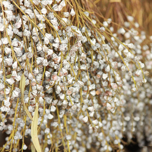 CAELL <span class=keywords><strong>Etsy</strong></span> Vente Flash Fruits d'eucalyptus pour vases Fleur séchée longue durée pour la décoration de la maison 100% Feuilles d'eucalyptus naturelles - Product Image 4