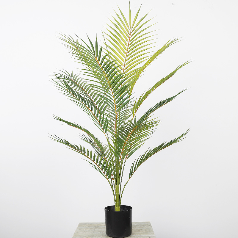 0.9-meter single-stem, 15-leaf bicolor areca palm