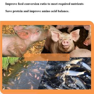 Polvo de bacterias de ácido láctico para fermentación, 5 mil millones de UFC/g, Lactobacillus Plantarum - Product Image 4