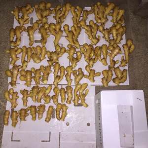 Nova Colheita Alta Qualidade Tamanhos Grandes Gengibre Fresco Chinês - Product Image 4