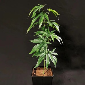 fake cannabis plants: Realistic & Low-Maintenance Decor