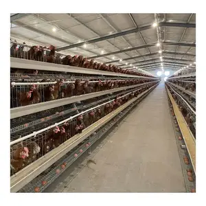 Cage à œufs de poulet en carbone, système d'eau pour ferme soudan, broyeur de ferme et poulet pour bébés