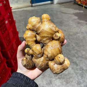 Jengibre seco entero de primera calidad de Vietnam con alto contenido de aceite adecuado para la exportación y la producción de alimentos - Product Image 3